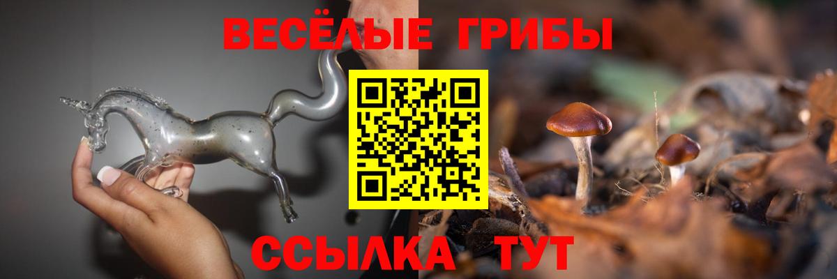 Псилоцибиновые грибы Psilocybe Белорецк